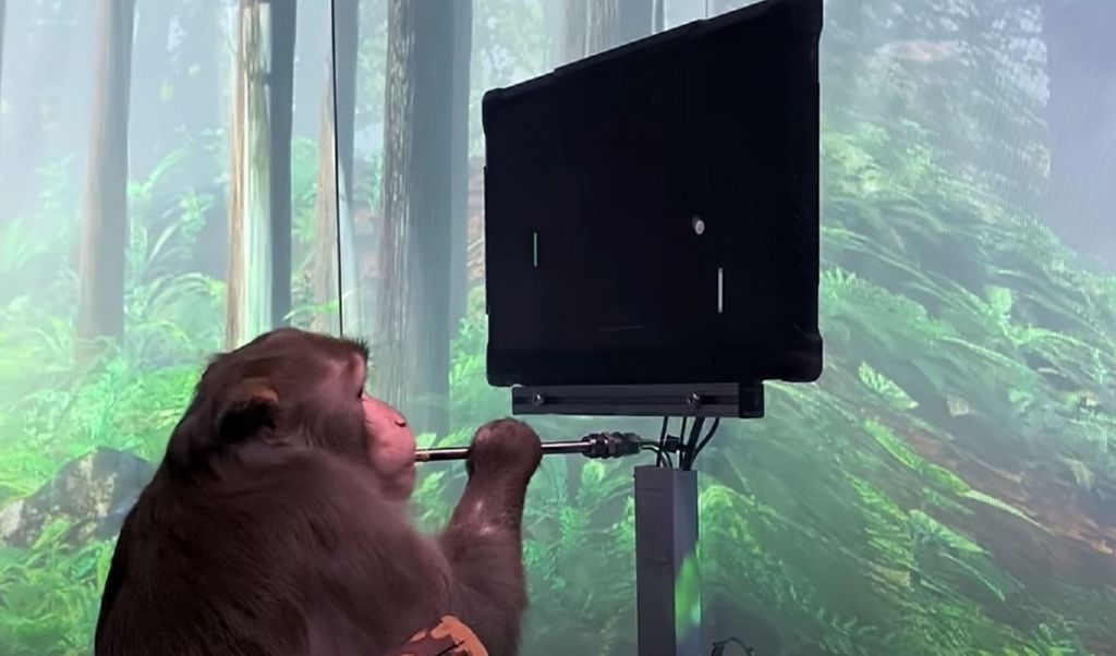 Neuralink Elona Muska: małpa gra w ping ponga za pomocą myśli